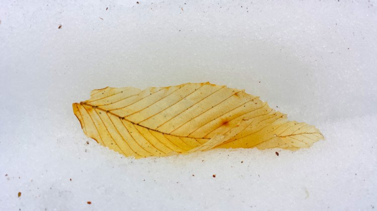 leaf in snow